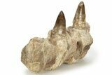 Mosasaur Jaw Section with Two Teeth - Morocco #220673-4